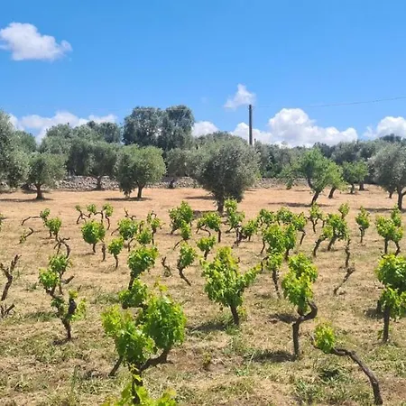 Casa Sordella- Trullo With It's Own Vineyard 别墅